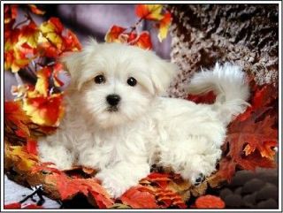 Autumn Halloween Dogs Maltese Puppy #2 Puppies Greeting Notecards 