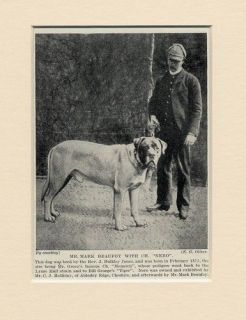 mastiff english dog and man print 1934 ch nero from