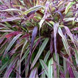 Naomi Japanese Forest Grass   Hakonechloa   Shade Lover   4 Pot