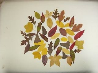 101 REAL SMALL/MEDIUM/PRESSED/DRIED/ FALL LEAVES /WEDDINGS/CRAFTS 