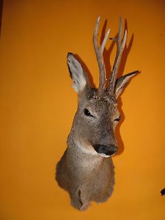 Beautiful Roe Deer shoulder head mount taxidermy   free shipping