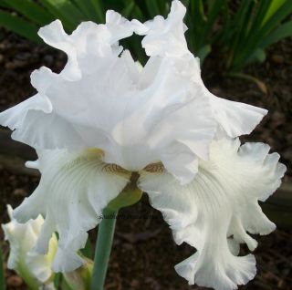 Iris Tall Bearded Columbine Seasons First Bloomer Every Year Historic 