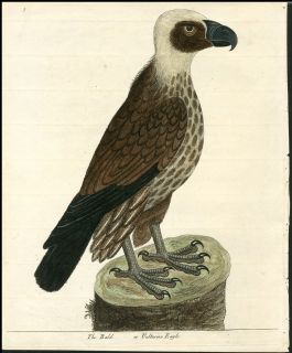 1731 Albin Antique First Edition Hand Color Bird of Prey Vulturine or 