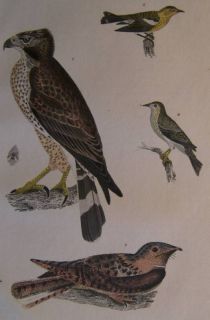 Alexander Wilson H C Antique Bird Print Hawk Warblers