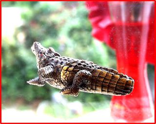 Window Magnet Alligator Crocodile Fly thru Glass Effect