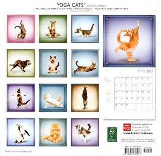 New Yoga Cats Photography by Daniel Borris 2013 Square Calendar