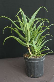 Aloe arborescens Tropical Succulent Plant Medicinal like Vera (1gal 