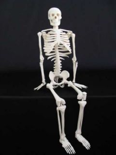 Human Skeleton Skull Anatomical Medical Anatomy Model
