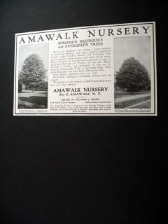 Amawalk Nursery Sugar Norway Maple NY 1909 Print Ad