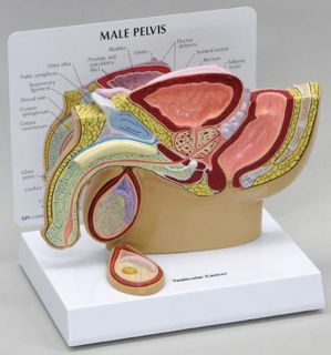 Male Pelvis Testicular Cancer Medical Model GPI 3570