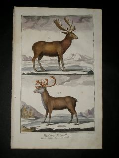 1751 Martinet Antique Print Original Hand Colored Wildlife Engraving 