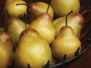 12 Artificial Faux Anjou Pears Fruit Vase Filler