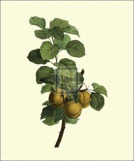 Pancrace Bessa Apricots Branch Botanical Print