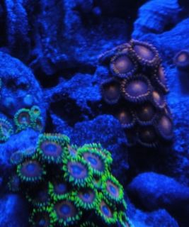LED Aquarium Lighting System 90 2 Watt Reef Lights For Soft Hard Coral 