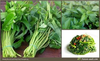    Round Leaf Ong Choy Water Spinach Ipomoea aquatica Vegetable Seeds