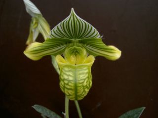 Paph Arnold J Klehm Multi Growth Bloom Size Orchid Plant