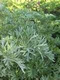 wormwood from the artemisia shrub common cloves from the clove tree