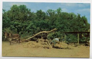 Asheville Making Sorghum Molasses Mule Sugar Cane Press Postcard 