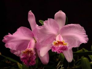 Lueddemanniana Arthur Chadwick Species Orchid Plant