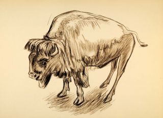   Denzler Wildlife Charcoal Bison Ox Art Original Historic Image