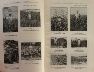 Bulletin Agricole Du Congo Belge Africa 1953 Ineac Belgian Congo 