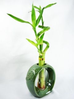 Live Spiral 3 Style Lucky Bamboo Plant Arrang w Green Ceramic Vase 