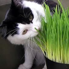 Cat Grass Seeds Organic Treats for Your Cat or Dog Organic You Pick 