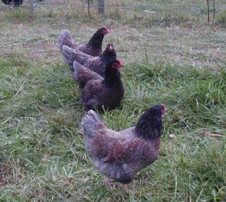 Very RARE Blue Double Laced Barnevelder Hatching Eggs
