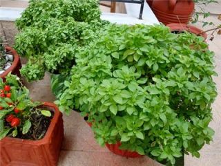 dwarf greek basil herb 500seeds seedsforless