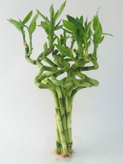 Stalks of 10 12 inches Spiral Lucky Bamboo Plant