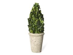 16 22 or 30 preserved boxwood topiary $ 20 00 $ 26 00 sold out