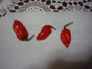 newly listed ghost chilli bhut jolokia seeds 25 from canada