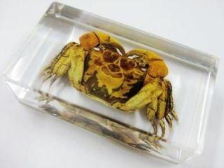 Sexy Chinese golden crab Specimen Glass ice bottom paperweight lucky 