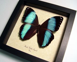 Real Banded Blue Morpho Achilles Butterfly Framed 7847