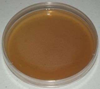 Sterilized Malt Extract Agar in 100x 15mm Petri Dishes Mushroom Fungi 