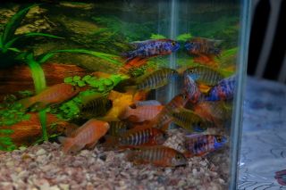 Tropical Fish African Cichlids Show Quality Peacocks 4 Strains 12 Fish 