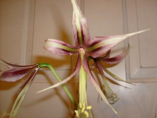 Amaryllis Bulb Cybister Chico Hippeastrum Flower Lily