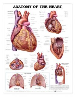 anatomy of the heart anatomical chart laminated size 20 x 26