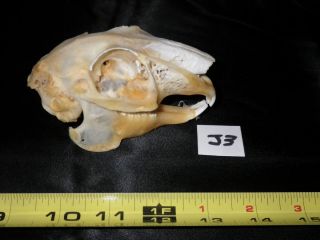   Jack Rabbit Skull Bone Animal Hare Science Biology J3