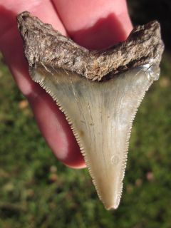 inch Angustidens Shark Tooth Fossil Megalodon Dinosaur Teeth 