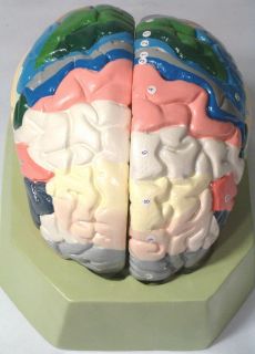 Piece Color Brain Domain Anatomy Anatomical Model