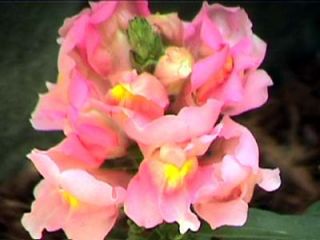 Annual TALL PINK SNAPDRAGON   100 Seeds   3 Feet Tall