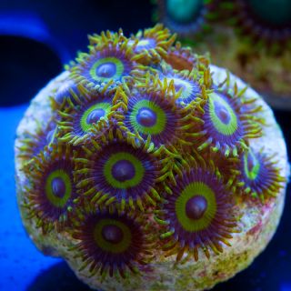Tidal Gardens] Safe Cracker Zoanthids Reef Aquarium Live Coral