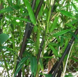 Black Bamboo 2 plant rhizomes Beautiful Great For Privacy shade 