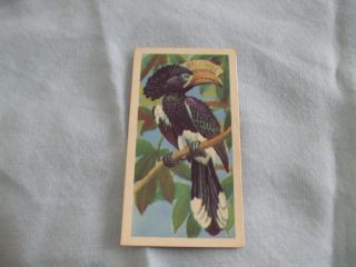Brooke Bond Tea Cards Tropical Birds Black Back Buy Individually Nos 