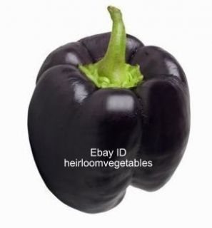 Purple Giant sweet bell pepper 30 seeds HEIRLOOM. ***SAME DAY SHIPPING 