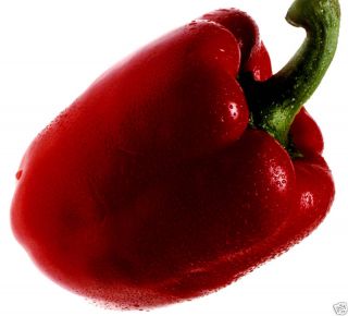 Save Money Grow Your Own Vegetables Red Bell Pepper