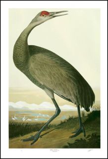 audubon limited edition lithograph m bernard loates 446 1000