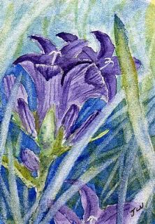 Clustered Bellflower Original ACEO Watercolour Painting 3 5 x 2 5 