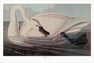 Trumpeter Swan by M Bernard Loates 40x27 John Audubon Edition Signed 